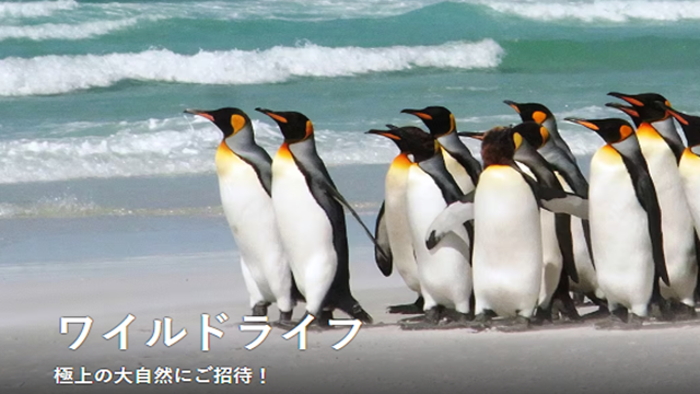 ワイルドライフ選